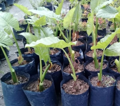 Alocasia en internet