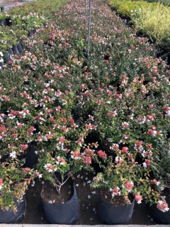 Abelia Grandiflora nana en internet