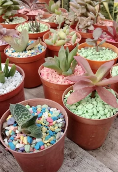 Cactus y Crasas mini en internet