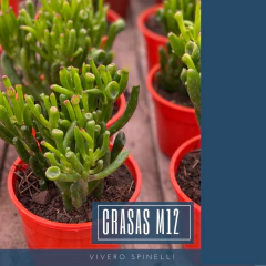 CRASAS M12