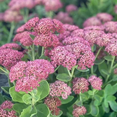 SEDUM SPECTABILE