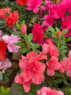 AZALEA DOBLE - comprar online