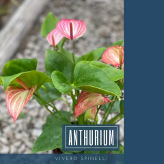 ANTHURIUM en internet