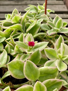 APTENIA CORDIFOLIA (CRASA BABY ROSE) en internet