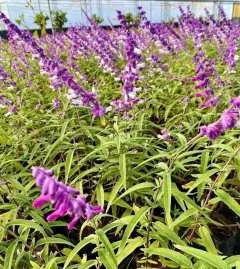 SALVIA LEUCANTHA en internet