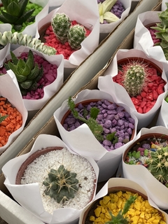 Cactus y Crasas mini - comprar online