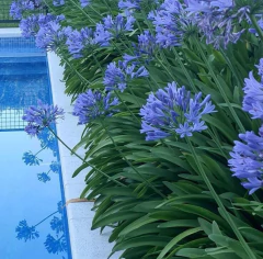 Agapanthus azul – Planta con flor ideal para jardín o balcón - comprar online