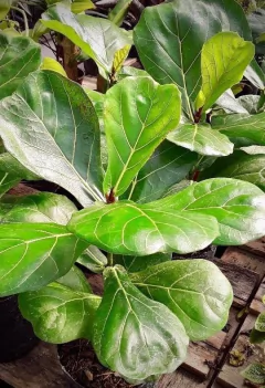 FICUS PANDURATA - comprar online