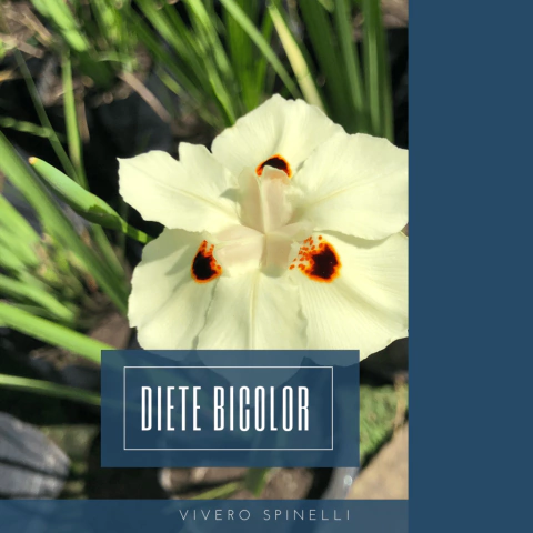 Dietes bicolor