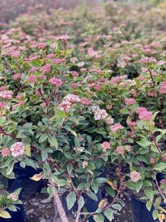 LAURENTINO VIBURNUM TINUS - comprar online