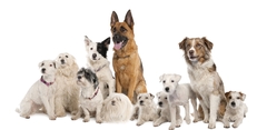Banner de la categoría PERRO