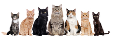 Banner de la categoría GATO