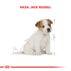 JACK RUSSEL PUPPY | ROYAL CANIN