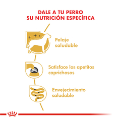 CANICHE POODLE POUCH | ROYAL CANIN en internet
