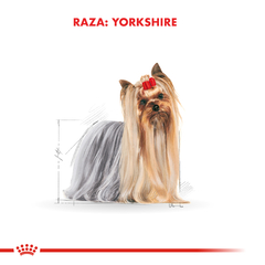 YORKSHIRE TERRIER POUCH | ROYAL CANIN - Oh! Can Pet Shop y Veterinaria