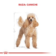 CANICHE POODLE POUCH | ROYAL CANIN - comprar online