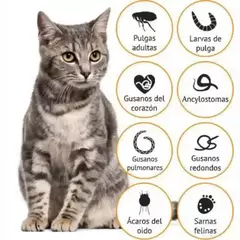 ADVOCATE GATO | BAYER - tienda online