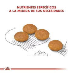 ROYAL CANIN | MINI DERMACOMFORT - Oh! Can Pet Shop y Veterinaria