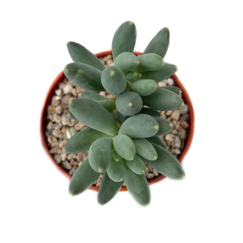 Pachyphytum hookeri