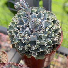 Echeveria Cielo - comprar online