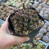 Crassula capitella