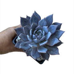 Echeveria Ime - comprar online