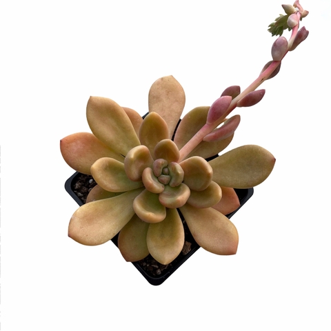 Cremneria mutabilis