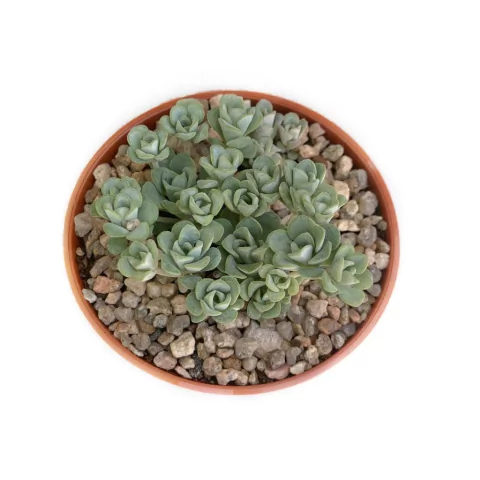 Sedum spathulifolium Cape Blanco
