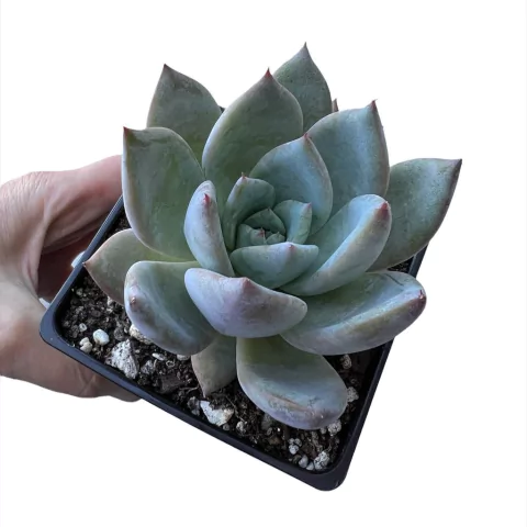 Echeveria x colorata XL