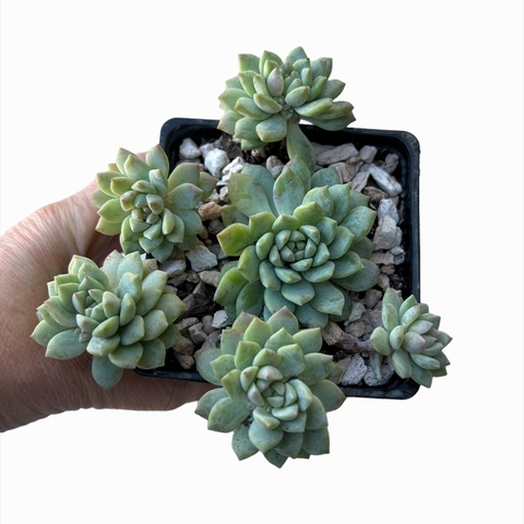 Echeveria prolifica