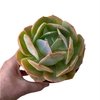 Echeveria Egeo