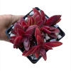 Crassula thyrsiflora