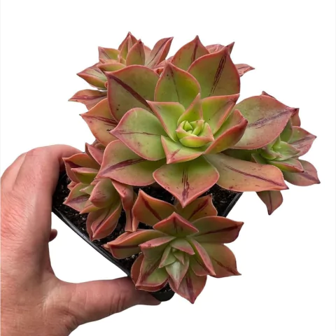 Aeonium leucoblepharum XXL