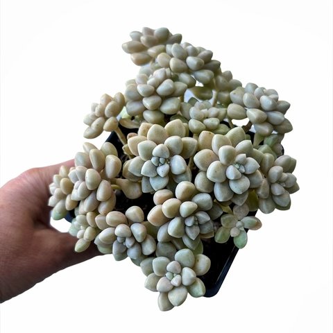 Graptopetalum mendozae