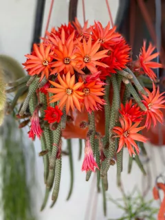 Chamacereus luisramirezii (Cola de rata) - comprar online