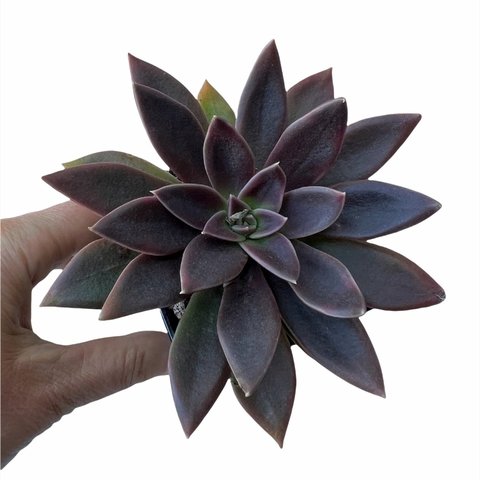 Echeveria Serrana
