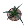 Dyckia