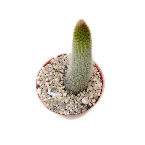 Cleistocactus smaragdiflorus