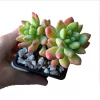 Sedum Wayra