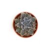 Echeveria White Prince - comprar online