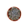 Echeveria White Prince - comprar online