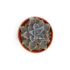 Echeveria White Prince - comprar online