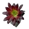 Aeonium Black Magic