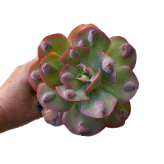 Echeveria New Heights