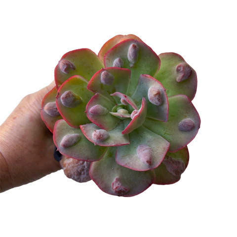 Echeveria New Heights