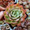 Echeveria Rain Drops x Parva