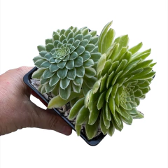 Aeonium Emerald Ice ( 3 medidas) en internet