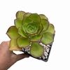 Aeonium ciliatum