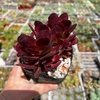 Crassula atropurpurea