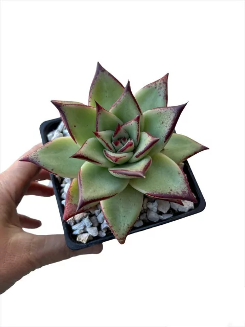 Echeveria Agavoides Ebony